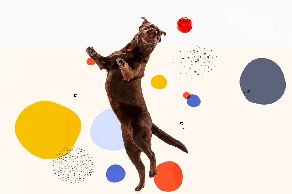 Business values Joy. happy labrador jumps toward a ball, coloured shapes in background